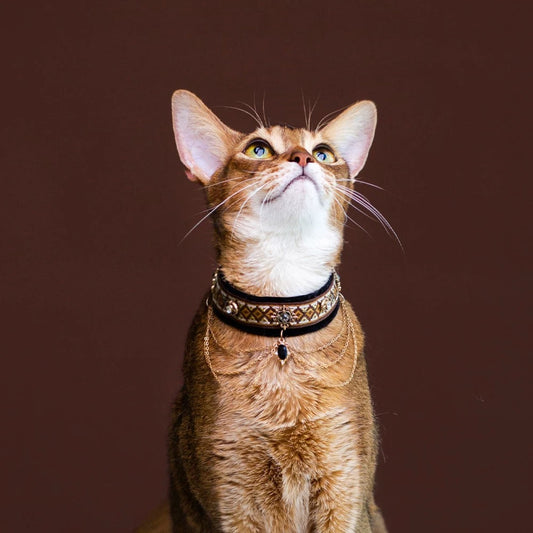 Noble Velvet Cat Collar